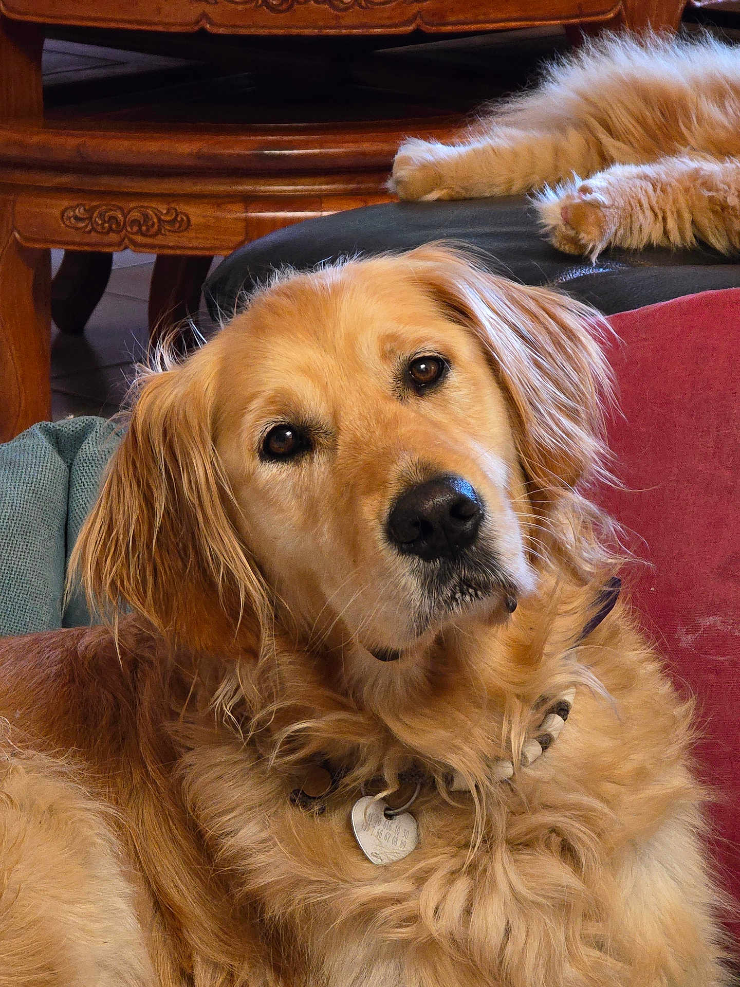 Naya participe au concours pour gagner de l'argent avec cette photo : golden_retriever, dog, cat, paws, cushion, wooden_furniture, indoor, pet, collar, heart_shaped_tag, furry, curious, relaxed, cozy, closeup, animal, companion, home, mammal, domestic