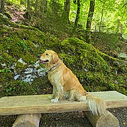 Naya a rejoint le concours — aidez-le/la à gagner de superbes lots ! dog, golden_retriever, bench, forest, nature, moss, tree, outdoor, pet, animal, wood, greenery, leaf, canine, sitting, peaceful, landscape, sunlight, trunk, flora
