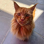 Onyx a rejoint le concours — aidez-le/la à gagner de superbes lots ! cat, orange_cat, fluffy, pet, animal, feline, whiskers, ears, eyes, floor, tile, sunlight, shadow, closeup, portrait, indoor, curious, domestic_cat, mammal, cute