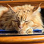 Onyx participe au concours pour gagner de l'argent avec cette photo : cat, orange_cat, sleeping, fluffy, fur, whiskers, nose, closed_eyes, resting, table, wooden_table, reflection, indoor, pet, domestic_animal, closeup, relaxed, feline, cute, calm