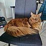 Onyx a rejoint le concours — aidez-le/la à gagner de superbes lots ! cat, orange_cat, fluffy, chair, indoor, furniture, pet, animal, kitchen, tile_floor, radiator, water_bowl, pet_bowl, domestic, relaxed, side_view, long_tail, green_eyes, curious, cozy
