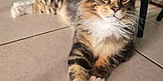 Arty a rejoint le concours — aidez-le/la à gagner de superbes lots ! cat, tabby, indoor, floor, tile, fur, paw, feline, pet, animal, relaxed, stretching, whiskers, ears, eyes, background, chair, legs, home, cute