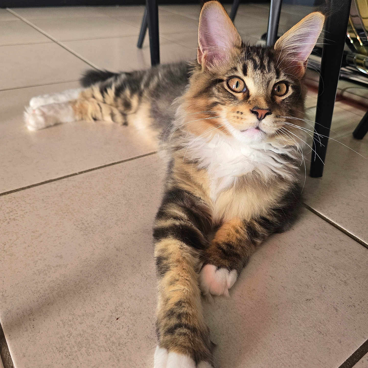 Arty a rejoint le concours — aidez-le/la à gagner de superbes lots ! animal, background, cat, chair, cute, ears, eyes, feline, floor, fur, home, indoor, legs, paw, pet, relaxed, stretching, tabby, tile, whiskers