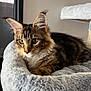 Arty participe au concours pour gagner de l'argent avec cette photo : cat, tabby, pet, indoor, feline, ears, whiskers, fur, bed, plush, cozy, resting, animal, cute, curious, closeup, soft, light, comfortable, relaxed