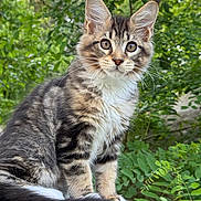 Arty participe au concours pour gagner de l'argent avec cette photo : kitten, cat, tabby, fluffy, outdoor, greenery, leaves, nature, young_cat, fur, whiskers, curious, pet, animal, sitting, portrait, stone, closeup, ears, tail