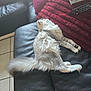 Amethyste participe au concours pour gagner de l'argent avec cette photo : cat, fluffy, gray, white, couch, leather, pillow, red, remote_control, relaxed, sleeping, indoor, pet, tail, fur, cozy, tile_floor, household, home, sunlight