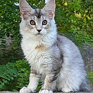Amethyste participe au concours pour gagner de l'argent avec cette photo : kitten, cat, animal, pet, outdoor, nature, greenery, fur, whiskers, ears, paws, rock, cute, young, small, curious, mammal, sitting, looking, alert