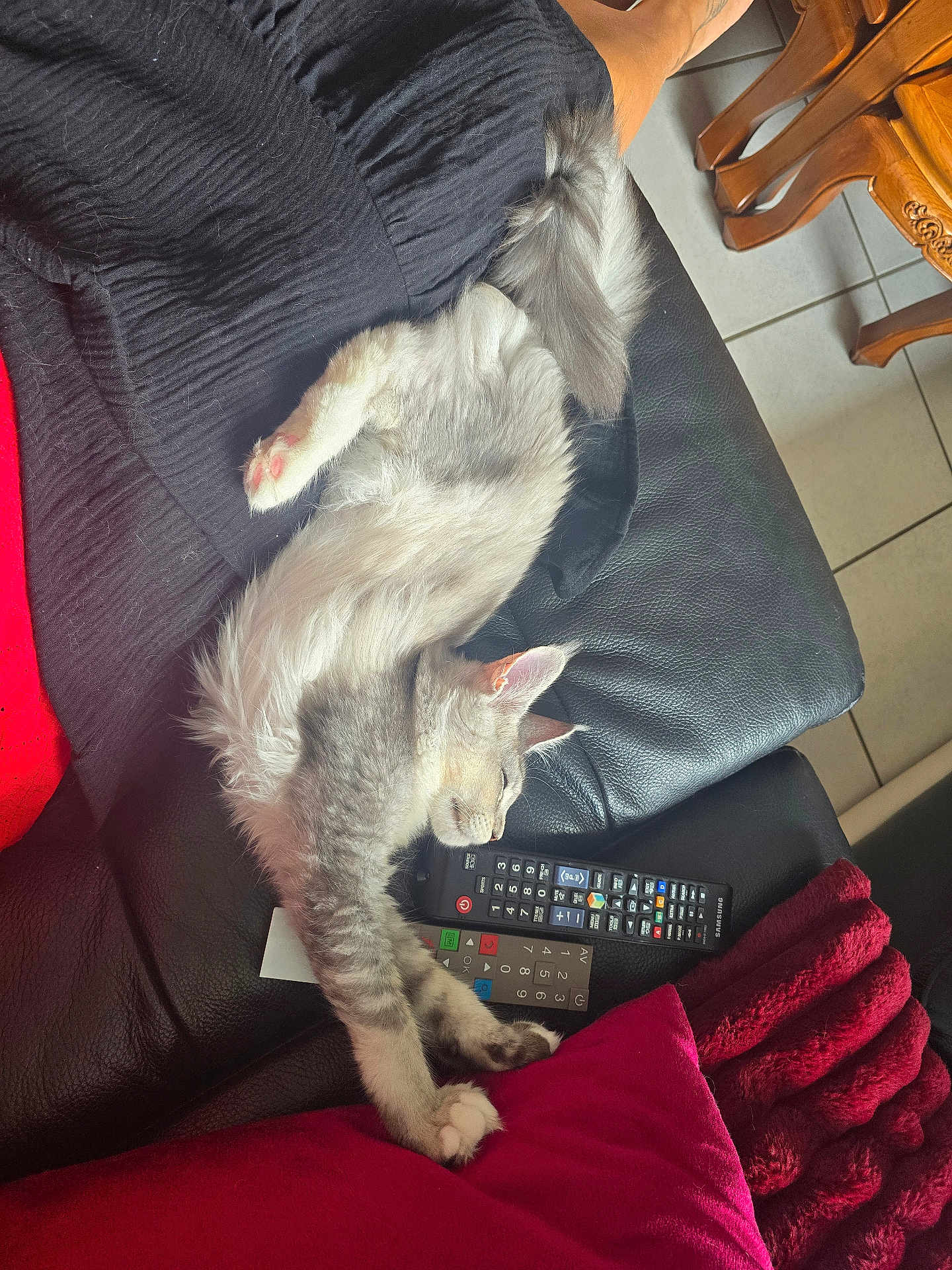Amethyste a rejoint le concours — aidez-le/la à gagner de superbes lots ! kitten, cat, sleeping, couch, leather, remote_control, blanket, red, black, fur, paw, indoor, relaxing, pet, feline, cozy, resting, tile_floor, wooden_chair, home