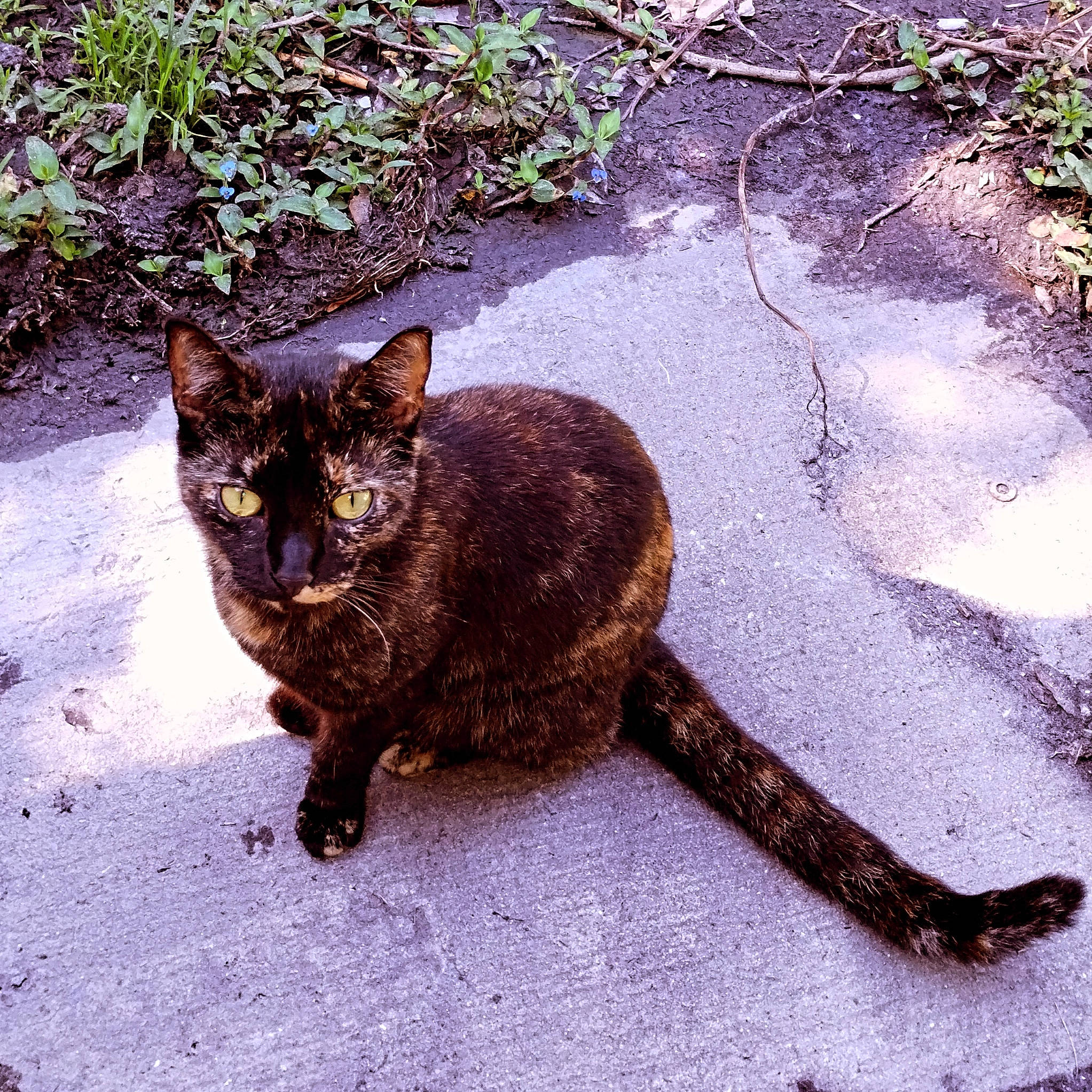 Cookie is registered to the contest to win money with this photo: black_cat, bombay, carnivore, cat, claw, domestic_short_haired_cat, felidae, fur, grass, metal, plant, road_surface, shadow, small_to_medium_sized_cats, snout, soil, tail, terrestrial_animal, whiskers, wildlife