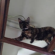 Dior joined the competition — help win amazing prizes! cat, tortoiseshell, wooden_beam, indoor, curious, pet, animal, climbing, feline, ears, whiskers, eyes, ceiling, house, wood, playful, looking, mammal, domestic, balancing