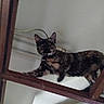 cat, tortoiseshell, wooden_beam, indoor, curious, pet, animal, climbing, feline, ears, whiskers, eyes, ceiling, house, wood, playful, looking, mammal, domestic, balancing