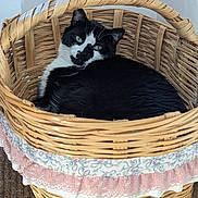 Deimos joined the competition — help win amazing prizes! animal, basket, black_and_white, cat, cozy, cute, domestic, fabric_trim, feather_toy, feline, floor, home, indoor, pet, relaxed, resting, sleeping_spot, tile, toy, woven_basket