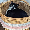 animal, basket, black_and_white, cat, cozy, cute, domestic, fabric_trim, feather_toy, feline, floor, home, indoor, pet, relaxed, resting, sleeping_spot, tile, toy, woven_basket