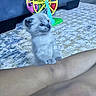 Shadow joined the competition — help win amazing prizes! kitten, cat, arm, toy, ferris_wheel, carpet, couch, indoor, pet, furry, curious, small, animal, playful, colorful, paws, looking_up, person, close_up, cozy