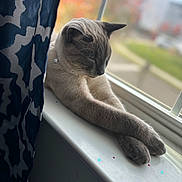 Shadow is registered to the contest to win money with this photo: cat, windowsill, curtain, relaxing, indoor, pet, feline, natural_light, peaceful, gray_cat, soft_focus, collar, closeup, animal, resting, domestic_cat, window, blurred_background, cozy, quiet