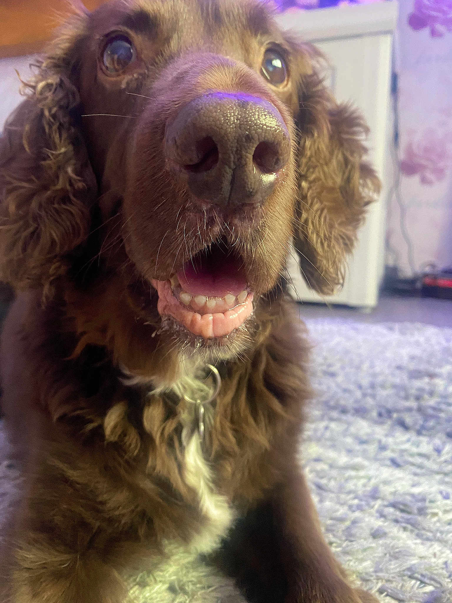 Coco