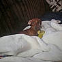 dog, dachshund, blanket, plush_toy, sofa, couch, pillow, white_blanket, brown_dog, small_dog, pet, looking_at_camera, indoor, cozy, fur_texture, toy, lounging, dark_background, relaxed, portrait