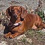 dog, dachshund, pet, brown_coat, collar, bow, ears, paws, face, muzzle, resting, sunlit, outdoors, grass, dried_grass, rock, chainlink_fence, fence, concrete, backyard