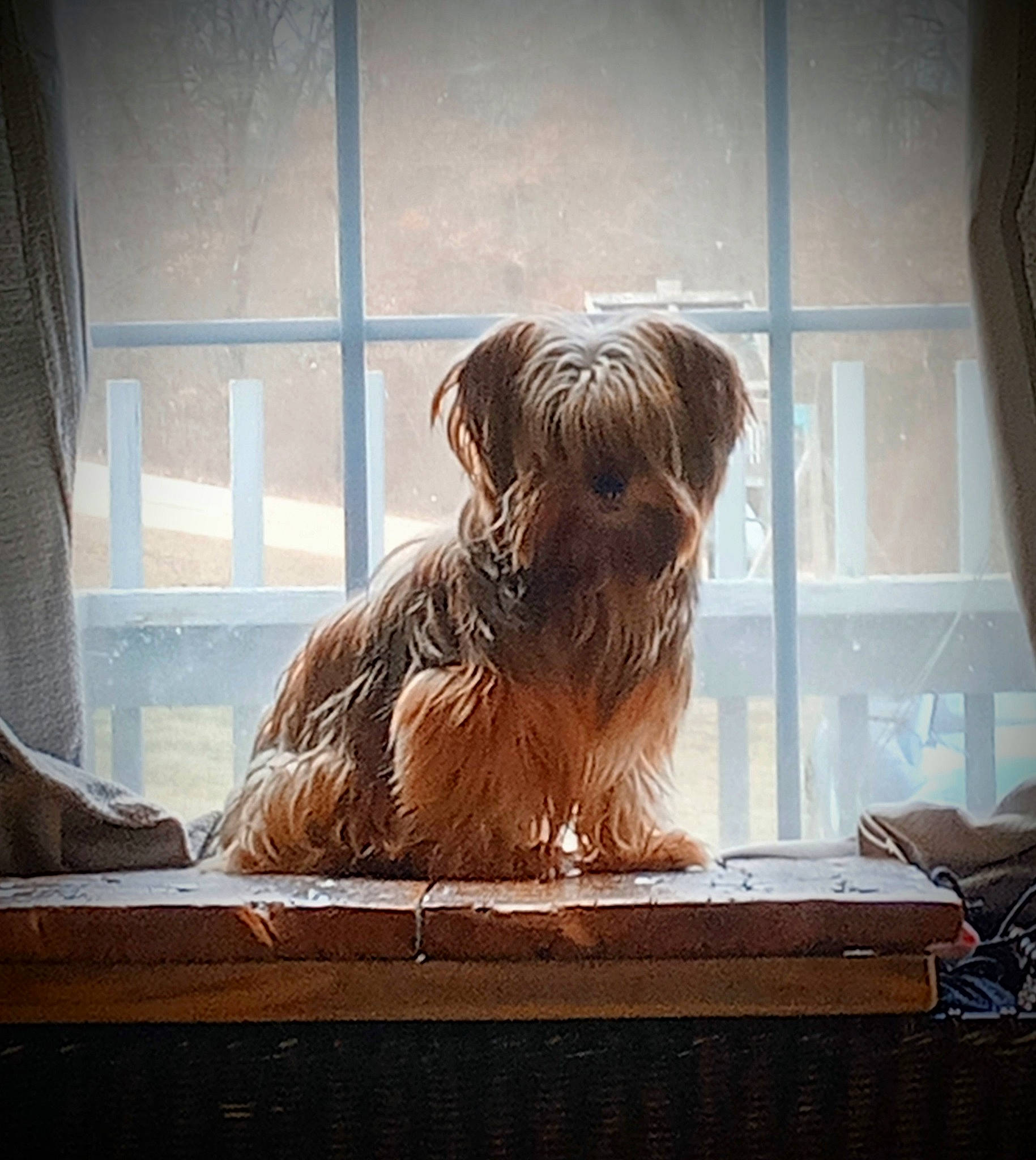 Nick is registered to the contest to win money with this photo: art, canidae, carnivore, companion_dog, curtain, dog, dog_breed, fawn, fur, hardwood, liver, luggage_and_bags, small_terrier, snout, sporting_group, terrier, tints_and_shades, toy_dog, window, wood