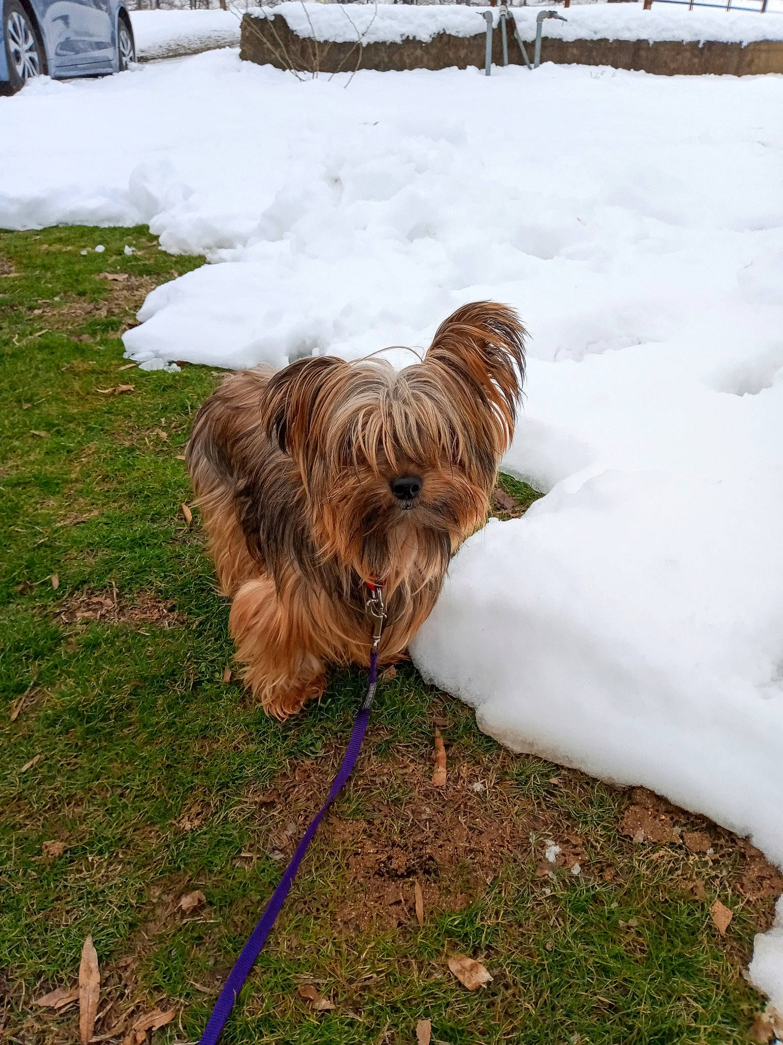 Nick is registered to the contest to win money with this photo: carnivore, collar, companion_dog, dog, dog_breed, dog_supply, fawn, freezing, fur, grass, liver, plant, snout, snow, tail, terrier, tire, toy_dog, water_dog, working_animal