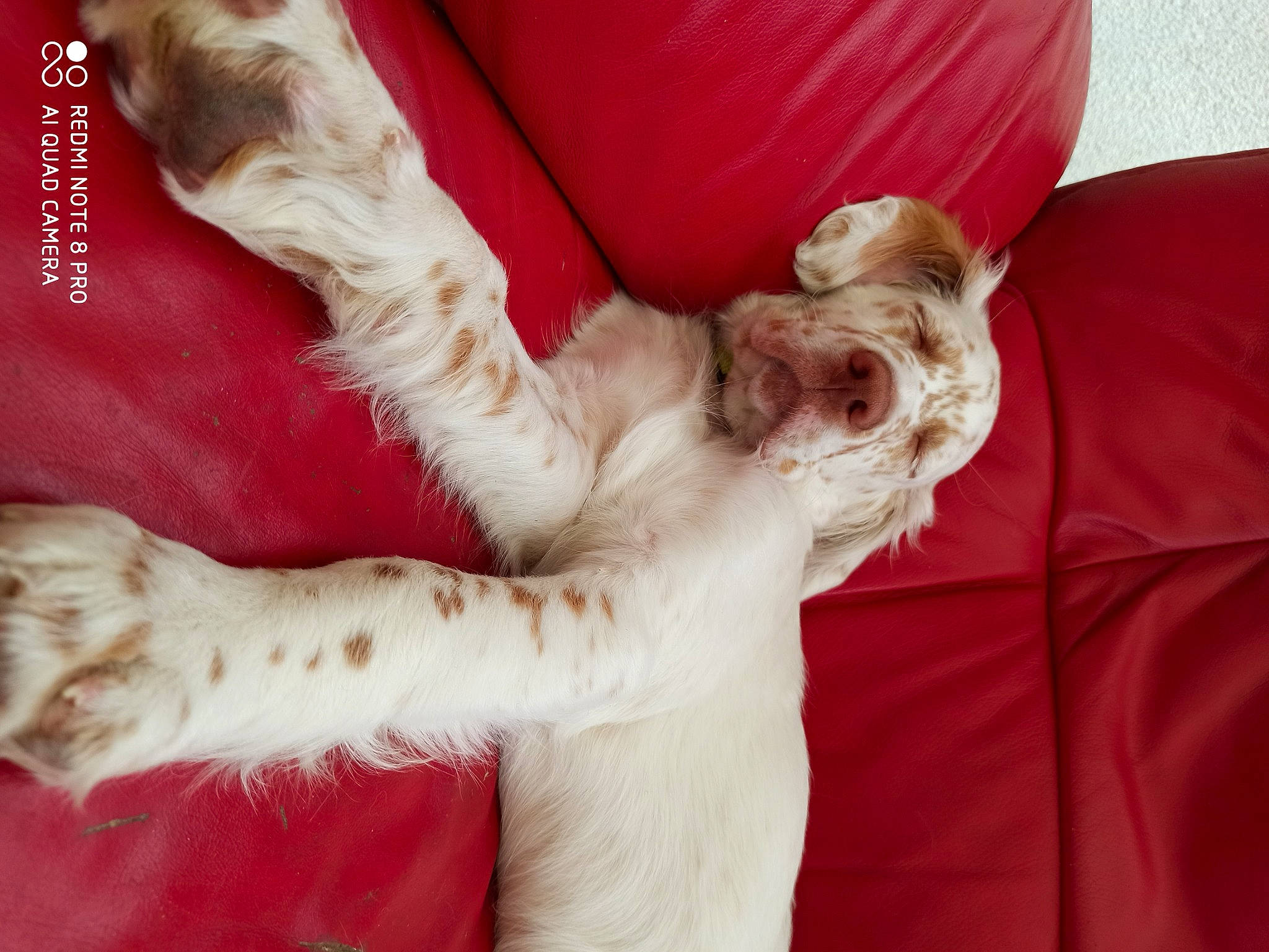 Rosko a rejoint le concours — aidez-le/la à gagner de superbes lots ! canidae, carnivore, comfort, companion_dog, couch, dog, dog_breed, fawn, foot, fur, gesture, human_body, human_leg, linens, mammal, paw, sporting_group, textile, thigh, wrist