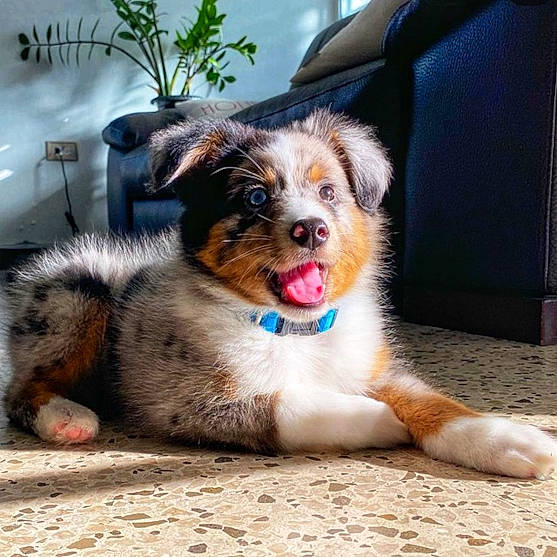 Callie is registered to the contest to win money with this photo: ball, border_collie, canidae, carnivore, companion_dog, dog, dog_breed, fawn, fur, herding_dog, miniature_australian_shepherd, paw, plant, scotch_collie, snout, sporting_group, street_dog, terrestrial_animal, whiskers, working_dog