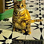 Angela joined the competition — help win amazing prizes! cat, tabby, indoor, floor, tile, pattern, black_and_white, star_pattern, green_cabinet, striped_bag, pet, animal, feline, sitting, curious, warm_lighting, domestic, whiskers, tail, paws