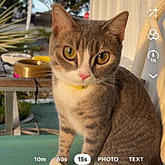 Duchess joined the competition — help win amazing prizes! cat, animal, outdoor, table, plant, wall, phone_screen, camera_app, filter, eyes, face, collar, pet, nature, daylight, technology, screen, interface, portrait, curious