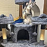 Duchess joined the competition — help win amazing prizes! cat, tabby_cat, cat_tree, scratching_post, toy, indoor, window, blinds, box, furniture, pet, playful, curious, gray, plush, multi_level, household, paw, looking_at_camera, sitting