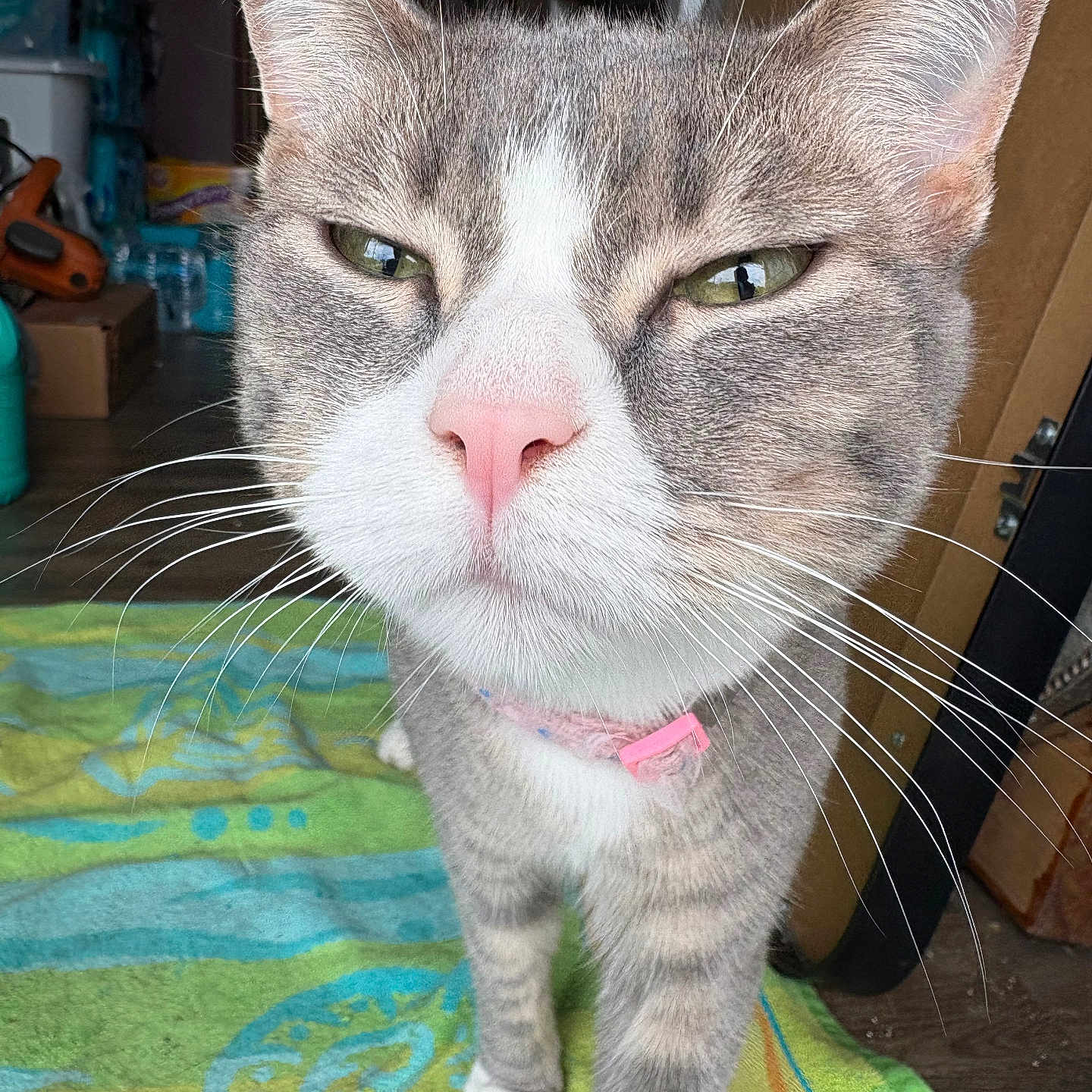Duchess
