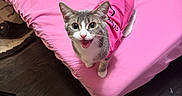 Duchess is registered to the contest to win money with this photo: cat, gray_cat, white_cat, pink_shirt, bed, pink_bed_sheet, blanket, indoor, wooden_floor, pet, animal, cute, looking_up, playful, feline, domestic_cat, happy, mouth_open, fur, whiskers