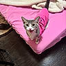 cat, gray_cat, white_cat, pink_shirt, bed, pink_bed_sheet, blanket, indoor, wooden_floor, pet, animal, cute, looking_up, playful, feline, domestic_cat, happy, mouth_open, fur, whiskers