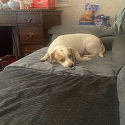 Peanut is registered to the contest to win money with this photo: dog, couch, indoor, furniture, pet, resting, brown_and_white, wooden_dresser, snack_bags, container, photograph_frame, blanket, cozy, living_room, relaxed, curtains, tableware, household_items, fabric, small_dog