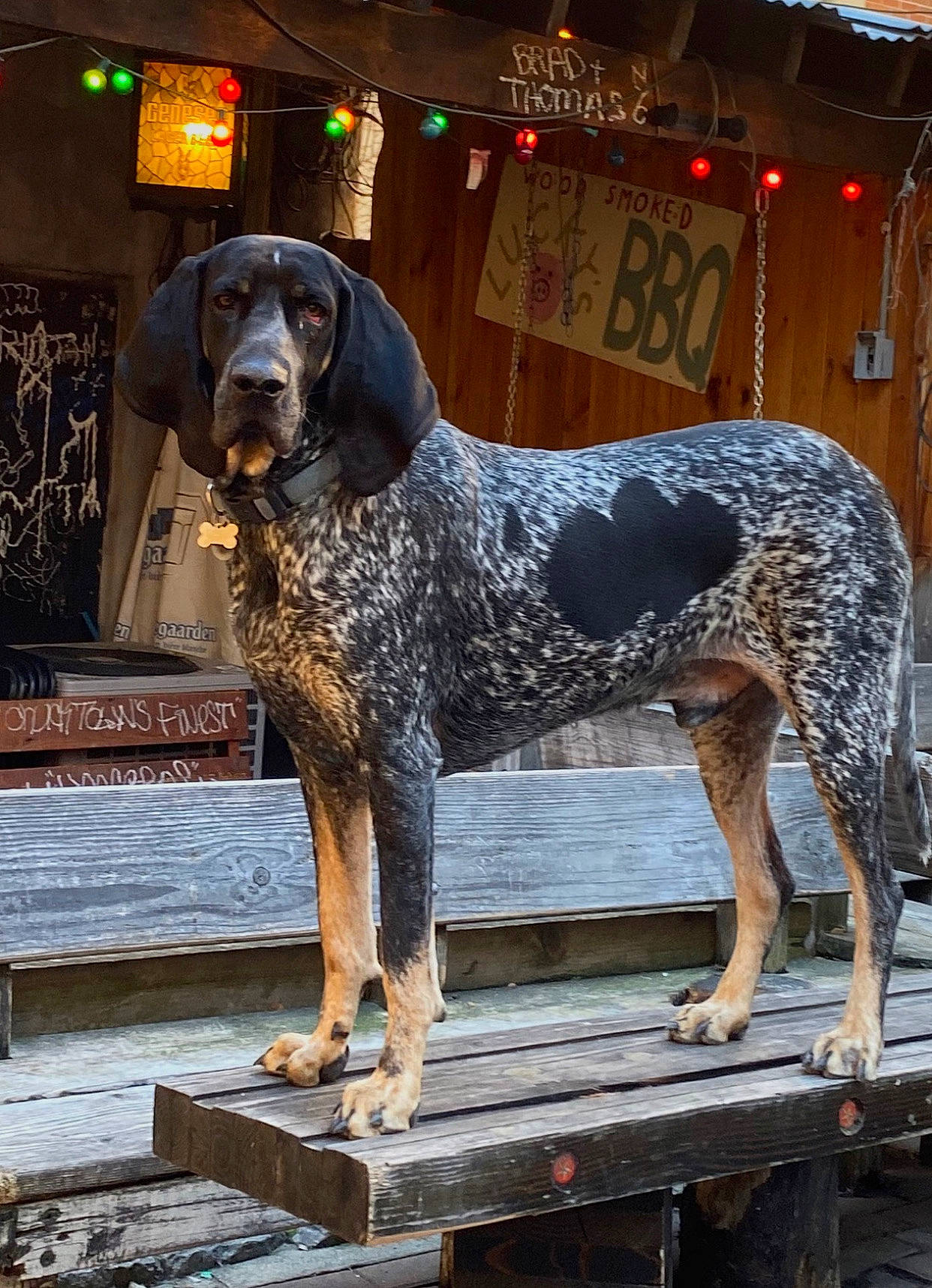 Chauncey is registered to the contest to win money with this photo: art, braque_francais, building, canidae, carnivore, companion_dog, dog, dog_breed, fawn, gun_dog, liver, metal, sculpture, snout, sporting_group, statue, water, wood, working_animal, working_dog
