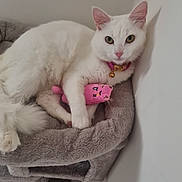 Touta a rejoint le concours — aidez-le/la à gagner de superbes lots ! animal, bell, cat, cat_bed, collar, cozy, cute, ears, feline, fluffy, indoor, nose, paw, pet, pink_toy, relaxed, resting, stuffed_toy, toy, white_cat