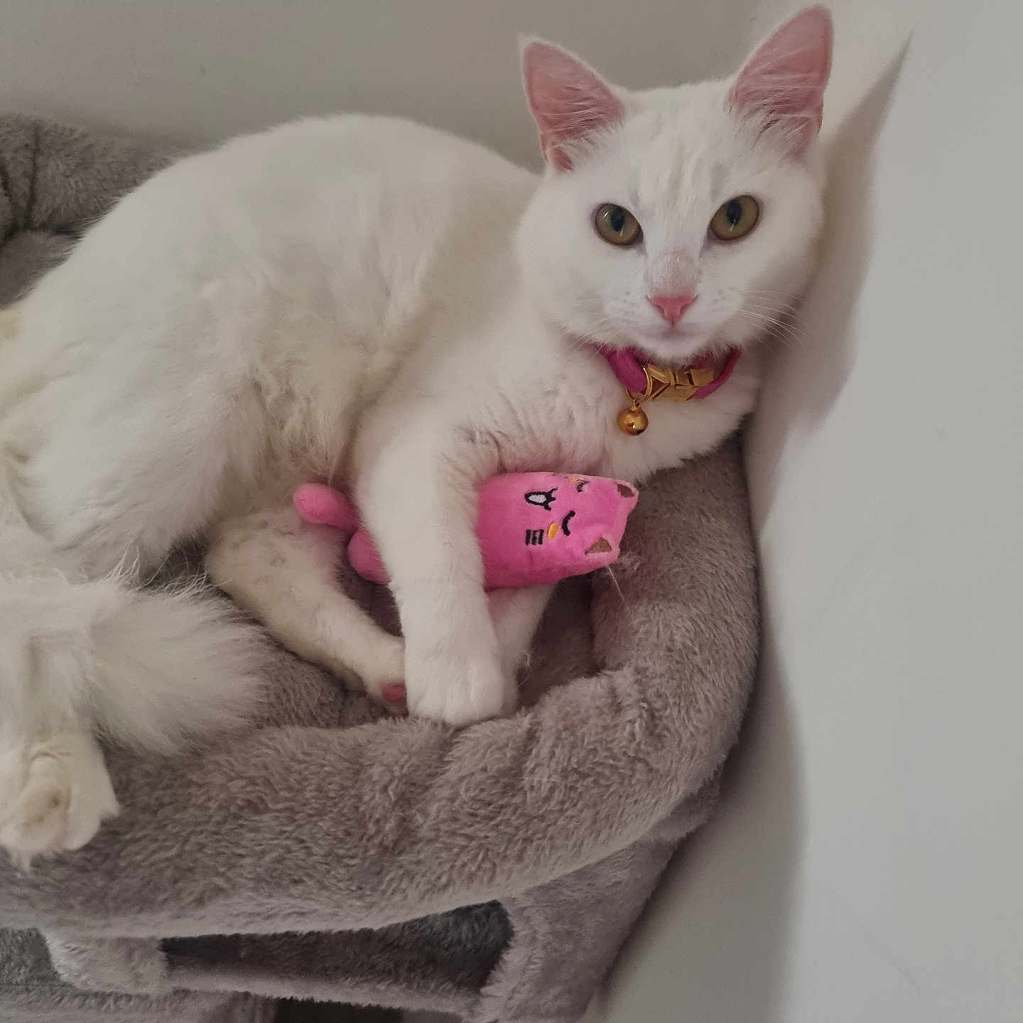 Touta a rejoint le concours — aidez-le/la à gagner de superbes lots ! animal, bell, cat, cat_bed, collar, cozy, cute, ears, feline, fluffy, indoor, nose, paw, pet, pink_toy, relaxed, resting, stuffed_toy, toy, white_cat