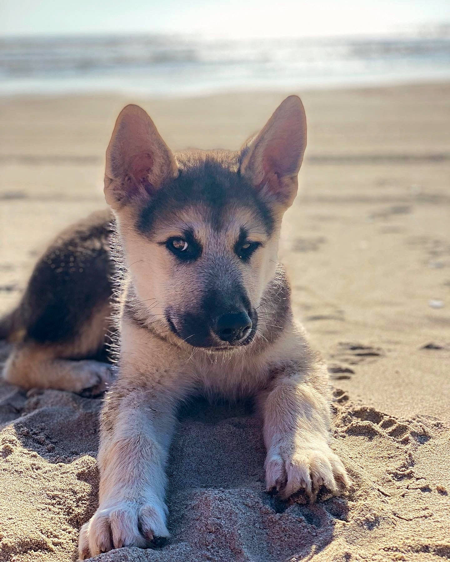 Sirius joined the competition — help win amazing prizes! beach, canidae, carnivore, dog, dog_breed, fawn, fur, ocean, sky, snout, tail, terrestrial_animal, water, whiskers, wilderness, wildlife