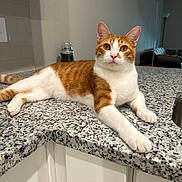 Leo joined the competition — help win amazing prizes! animal, cat, countertop, curious, domestic, ears_up, feline, granite, household, indoor, kitchen, lamp, laying_down, modern, orange_cat, pet, pink_nose, relaxed, whiskers, white_cat