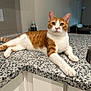 animal, cat, countertop, curious, domestic, ears_up, feline, granite, household, indoor, kitchen, lamp, laying_down, modern, orange_cat, pet, pink_nose, relaxed, whiskers, white_cat