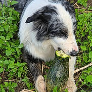 Roxy a rejoint le concours — aidez-le/la à gagner de superbes lots ! dog, puppy, black_and_white, fluffy, zucchini, vegetable, chewing, eating, garden, outdoor, grass, plants, leaves, soil, nature, close_up, portrait, animal, playful, funny