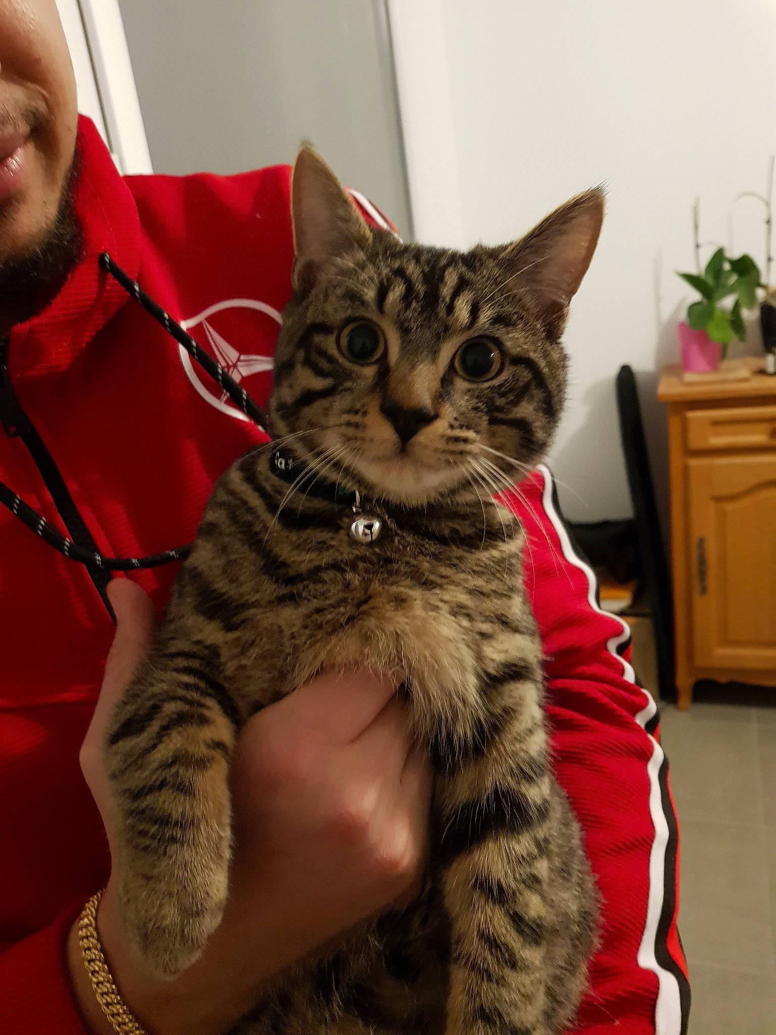 Djack participe au concours pour gagner de l'argent avec cette photo : american_shorthair, american_wirehair, asian, bengal, california_spangled, carnivore, cat, domestic_short_haired_cat, dragon_li, european_shorthair, felidae, fur, kitten, mammal, pixie_bob, small_to_medium_sized_cats, tabby_cat, toyger, vertebrate, whiskers