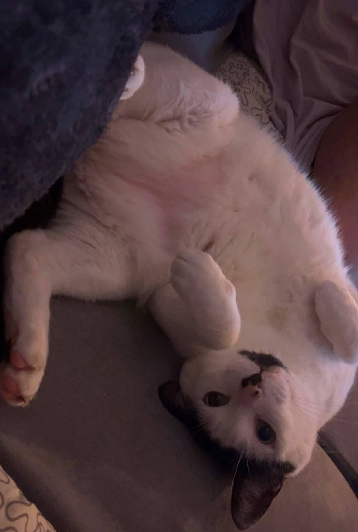 Paxo participe au concours pour gagner de l'argent avec cette photo : canidae, carnivore, comfort, companion_dog, dog_breed, ear, fang, fawn, felidae, foot, fur, jaw, paw, small_to_medium_sized_cats, snout, sporting_group, tail, terrestrial_animal, whiskers, working_animal