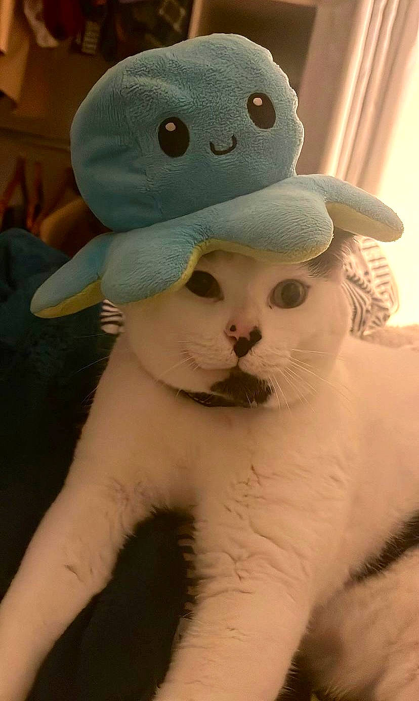 Paxo participe au concours pour gagner de l'argent avec cette photo : cap, carnivore, cat, close_up, costume_hat, fashion_accessory, fawn, felidae, fur, hat, mammal, paw, plush, small_to_medium_sized_cats, snout, stuffed_toy, tail, toy, vertebrate, whiskers