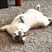 Mr. Fish is registered to the contest to win money with this photo: animal, carpet, cat, cozy, cute, domestic_animal, feline, fur, home, indoor, looking_up, lying_down, mammal, paws, pet, playful, relaxed, resting, soft, whiskers