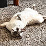 animal, carpet, cat, cozy, cute, domestic_animal, feline, fur, home, indoor, looking_up, lying_down, mammal, paws, pet, playful, relaxed, resting, soft, whiskers