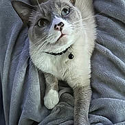 Mr. Fish is registered to the contest to win money with this photo: cat, pet, blue_eyes, collar, bell, stretching, feline, whiskers, close_up, soft_blanket, gray_blanket, indoor, cute, fur, paw, relaxed, animal, domestic_cat, looking_up, cozy