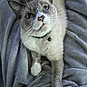 cat, pet, blue_eyes, collar, bell, stretching, feline, whiskers, close_up, soft_blanket, gray_blanket, indoor, cute, fur, paw, relaxed, animal, domestic_cat, looking_up, cozy