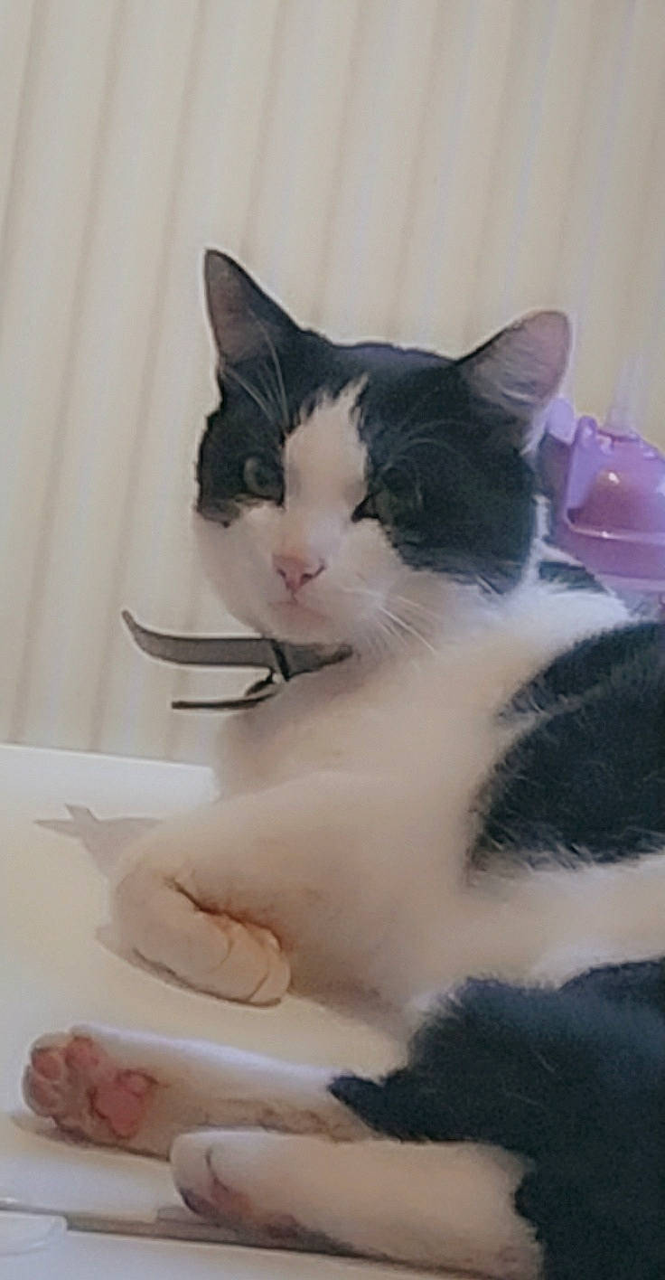 Oasis participe au concours pour gagner de l'argent avec cette photo : aegean_cat, american_wirehair, carnivore, cat, domestic_short_haired_cat, european_shorthair, felidae, japanese_bobtail, kitten, paw, polydactyl_cat, small_to_medium_sized_cats, tail, whiskers