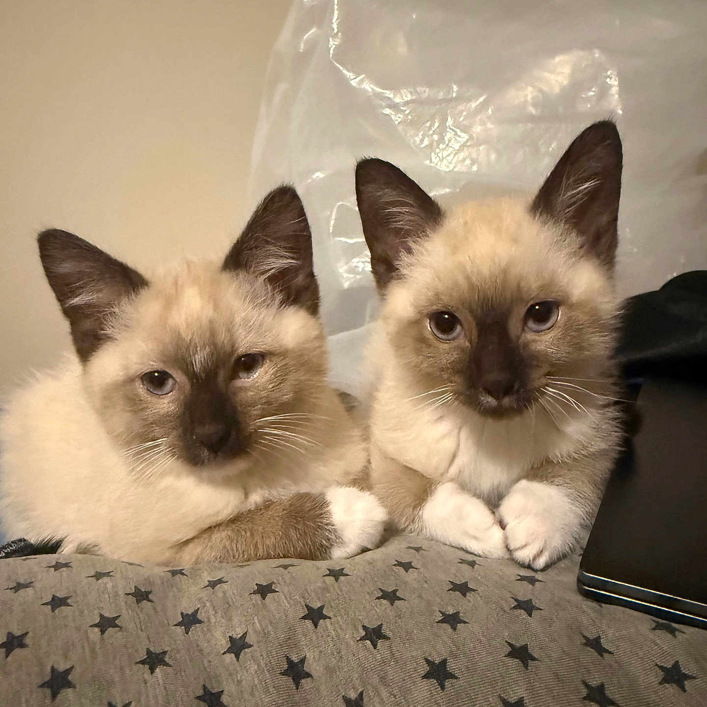 Toby And Pandy joined the competition — help win amazing prizes! animal, blue_eyes, cat, closeup, companions, curious, cushion, cute, feline, fluffy, indoor, kitten, paws, pets, resting, siamese, star_pattern, two_animals, whiskers, young