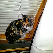 abyssinian, animal, cat, chair, curtain, cushion, door, furniture, hardwood, homedecor, indoors, interiordesign, kitten, manx, person, pet, plywood, window, windowshade, wood